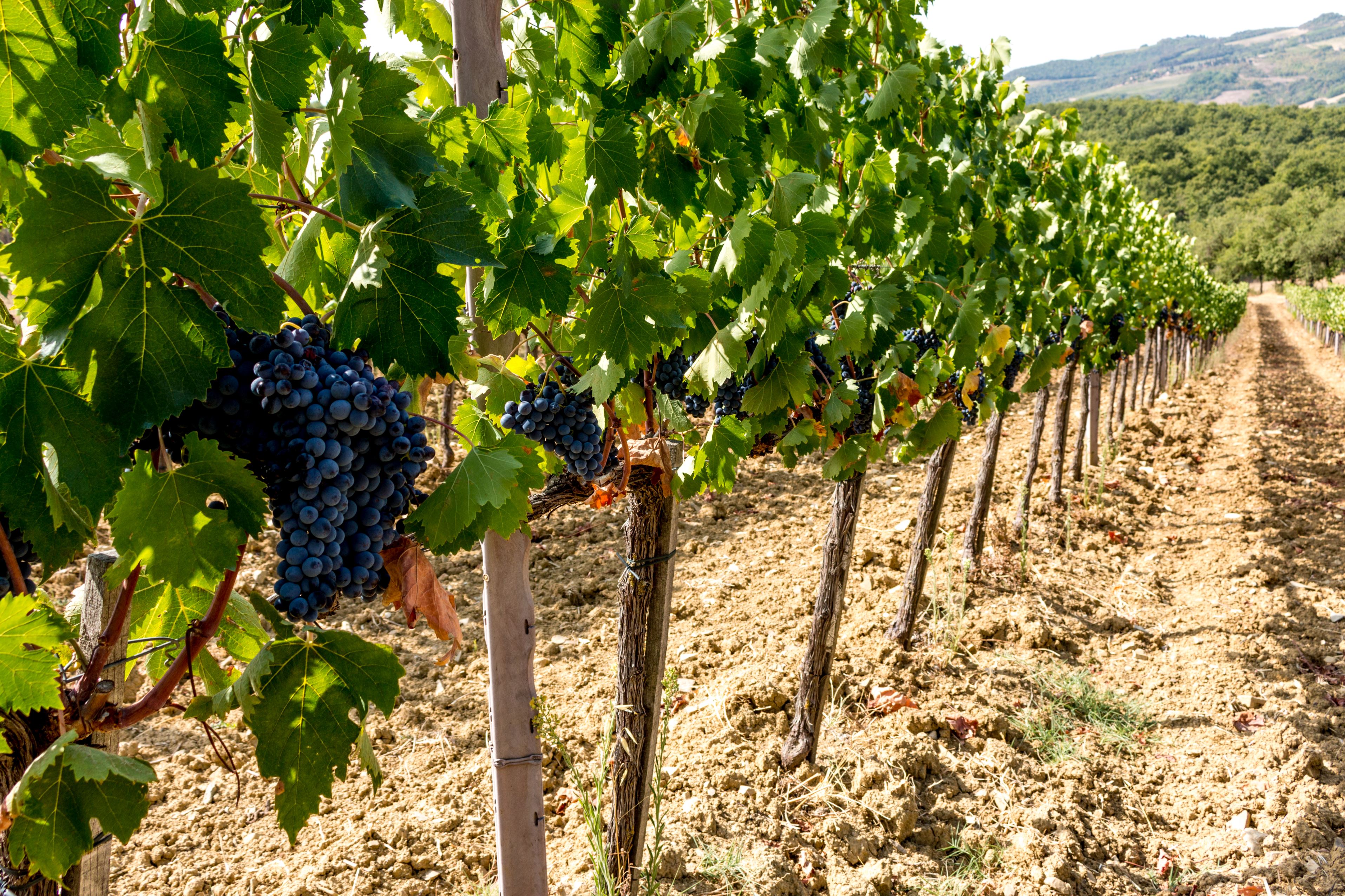 grapes