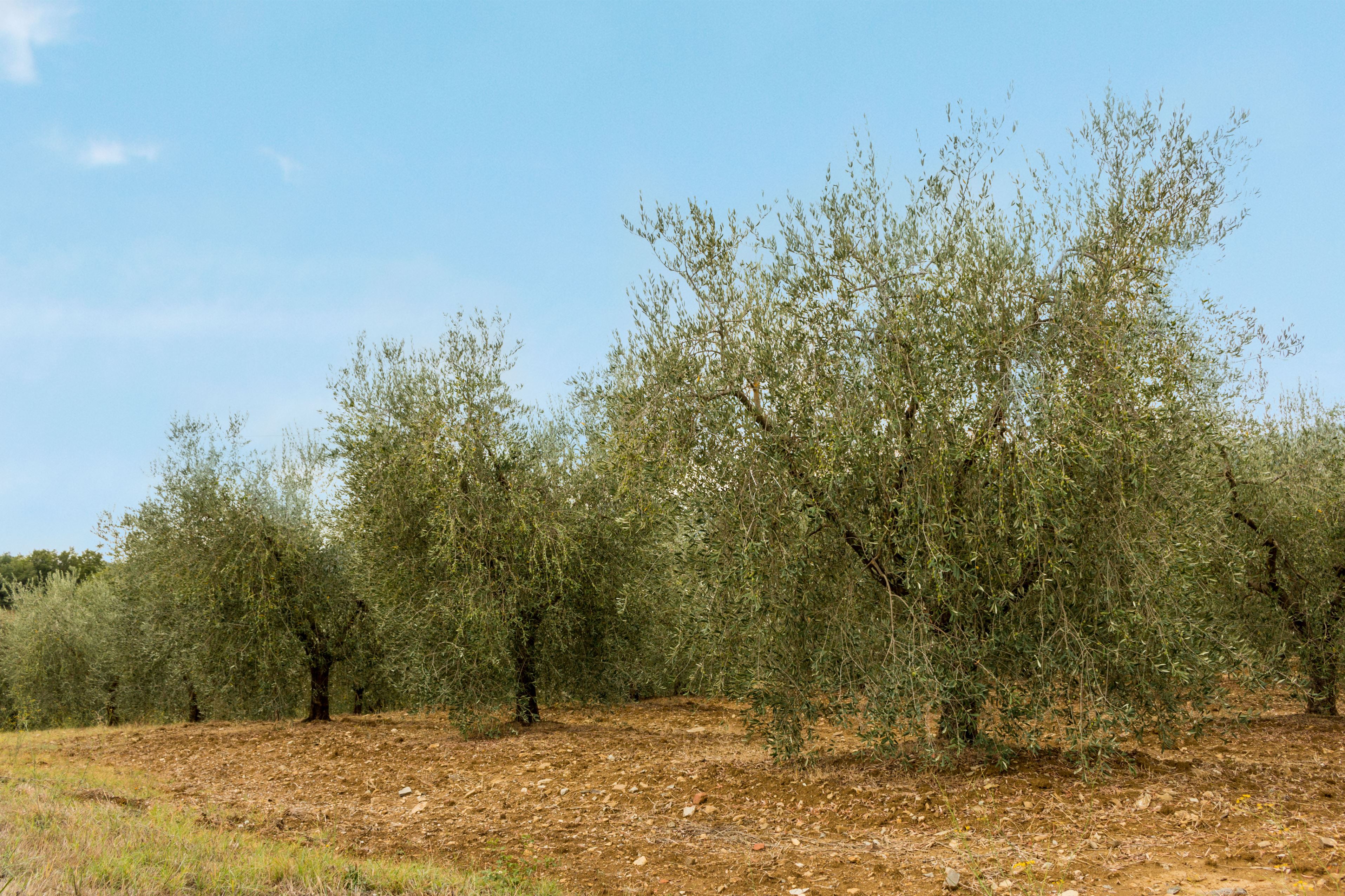 olive grove